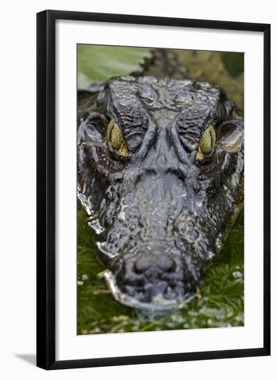 Spectacled Caiman--Framed Photographic Print