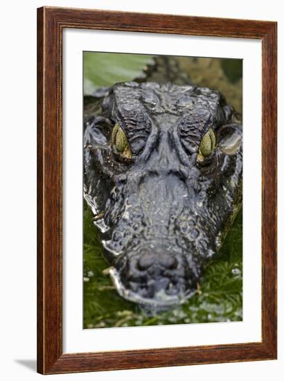 Spectacled Caiman--Framed Photographic Print