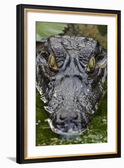 Spectacled Caiman-null-Framed Photographic Print