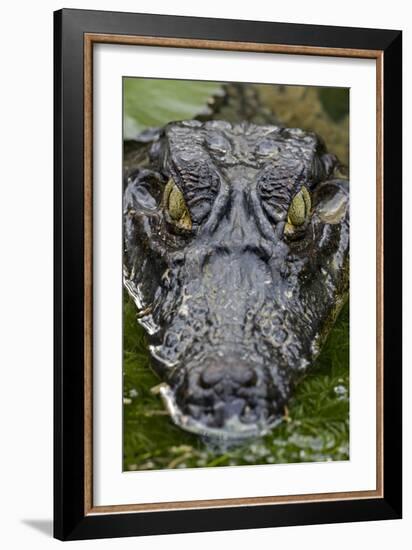 Spectacled Caiman-null-Framed Photographic Print