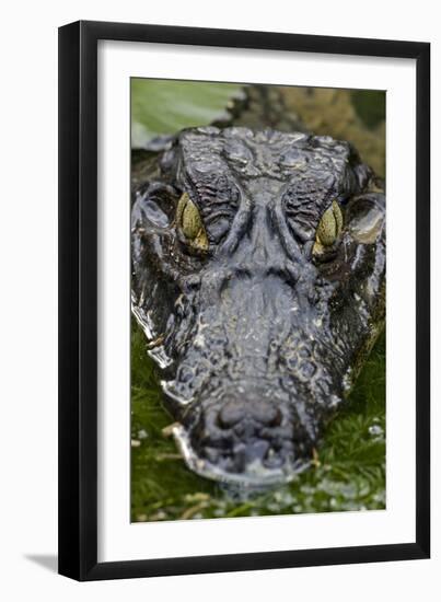 Spectacled Caiman-null-Framed Photographic Print