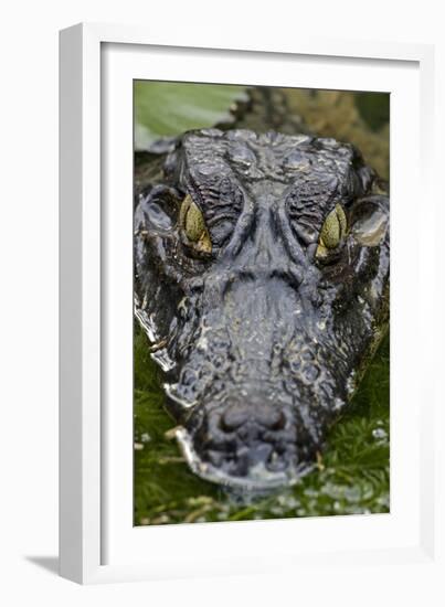 Spectacled Caiman-null-Framed Photographic Print