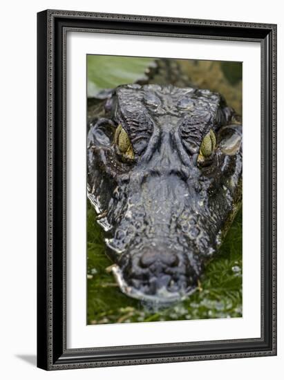 Spectacled Caiman-null-Framed Photographic Print