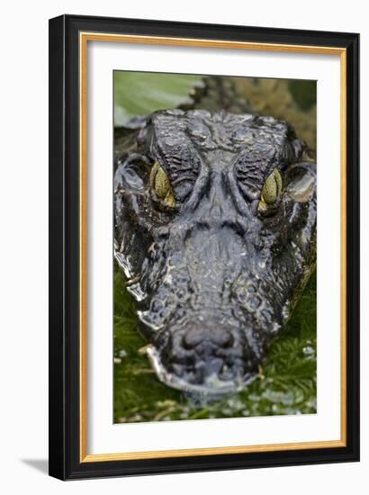 Spectacled Caiman-null-Framed Photographic Print