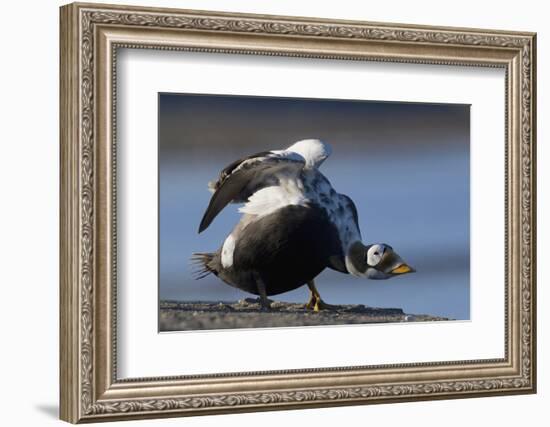 Spectacled Eider Stretching-Ken Archer-Framed Photographic Print