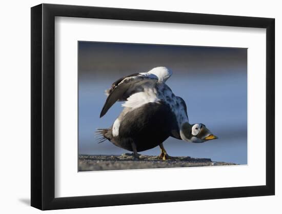 Spectacled Eider Stretching-Ken Archer-Framed Photographic Print