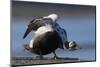 Spectacled Eider Stretching-Ken Archer-Mounted Photographic Print