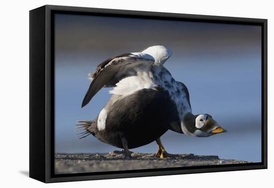 Spectacled Eider Stretching-Ken Archer-Framed Premier Image Canvas