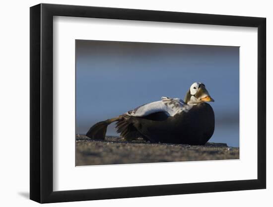 Spectacled Eider-Ken Archer-Framed Photographic Print