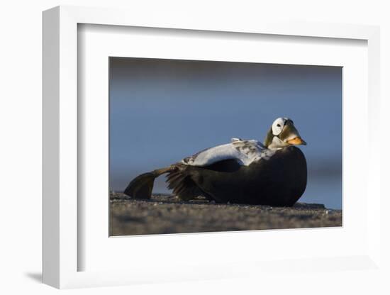 Spectacled Eider-Ken Archer-Framed Photographic Print