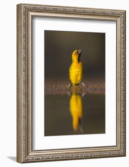 Spectacled weaver (Ploceus ocularis), Zimanga private game reserve, KwaZulu-Natal, South Africa, Af-Ann and Steve Toon-Framed Photographic Print