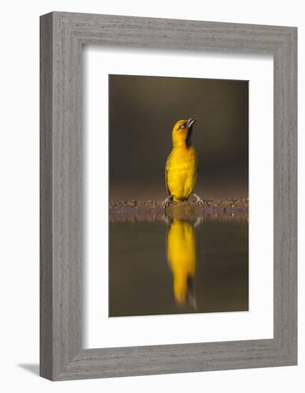 Spectacled weaver (Ploceus ocularis), Zimanga private game reserve, KwaZulu-Natal, South Africa, Af-Ann and Steve Toon-Framed Photographic Print