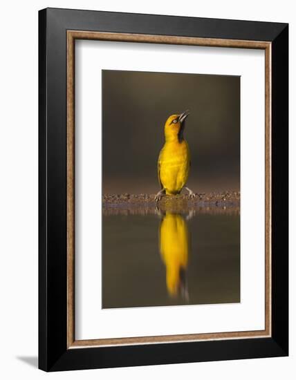 Spectacled weaver (Ploceus ocularis), Zimanga private game reserve, KwaZulu-Natal, South Africa, Af-Ann and Steve Toon-Framed Photographic Print