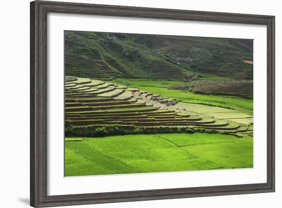 Spectacular Green Rice Field in Rainy Season, Ambalavao, Madagascar-Anthony Asael-Framed Photographic Print