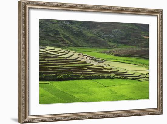 Spectacular Green Rice Field in Rainy Season, Ambalavao, Madagascar-Anthony Asael-Framed Photographic Print