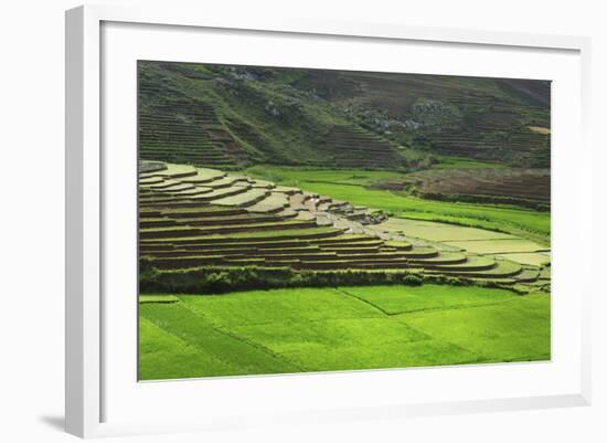 Spectacular Green Rice Field in Rainy Season, Ambalavao, Madagascar-Anthony Asael-Framed Photographic Print