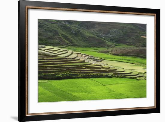 Spectacular Green Rice Field in Rainy Season, Ambalavao, Madagascar-Anthony Asael-Framed Photographic Print