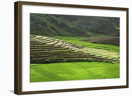 Spectacular Green Rice Field in Rainy Season, Ambalavao, Madagascar-Anthony Asael-Framed Photographic Print