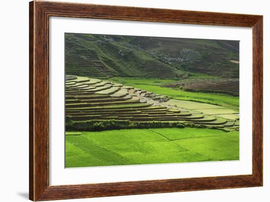 Spectacular Green Rice Field in Rainy Season, Ambalavao, Madagascar-Anthony Asael-Framed Photographic Print