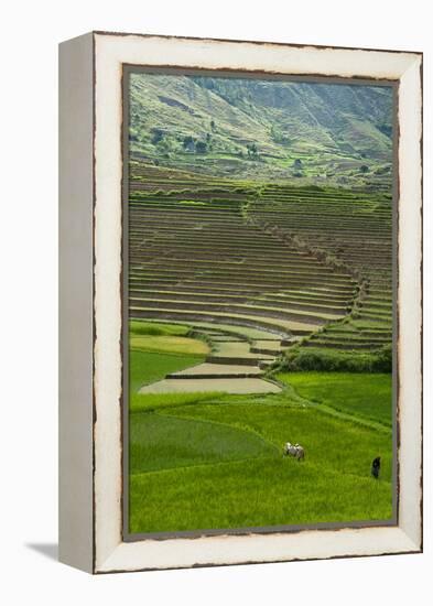 Spectacular Green Rice Field in Rainy Season, Ambalavao, Madagascar-Anthony Asael-Framed Premier Image Canvas