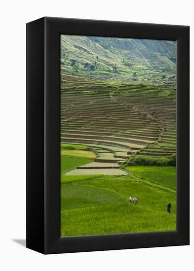 Spectacular Green Rice Field in Rainy Season, Ambalavao, Madagascar-Anthony Asael-Framed Premier Image Canvas