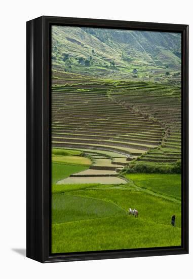 Spectacular Green Rice Field in Rainy Season, Ambalavao, Madagascar-Anthony Asael-Framed Premier Image Canvas