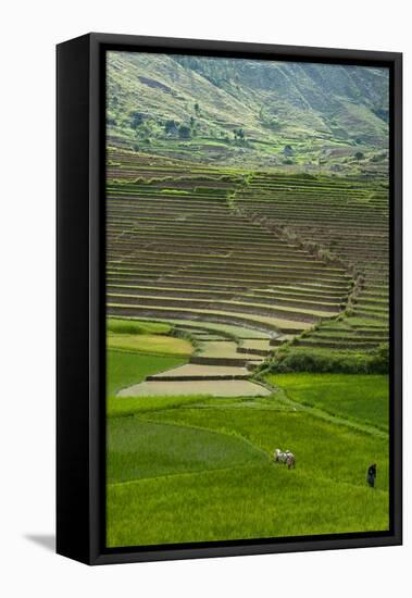 Spectacular Green Rice Field in Rainy Season, Ambalavao, Madagascar-Anthony Asael-Framed Premier Image Canvas