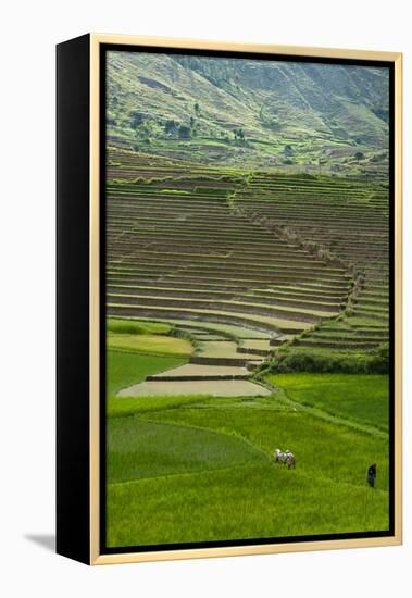 Spectacular Green Rice Field in Rainy Season, Ambalavao, Madagascar-Anthony Asael-Framed Premier Image Canvas