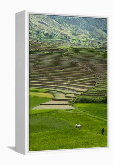 Spectacular Green Rice Field in Rainy Season, Ambalavao, Madagascar-Anthony Asael-Framed Premier Image Canvas