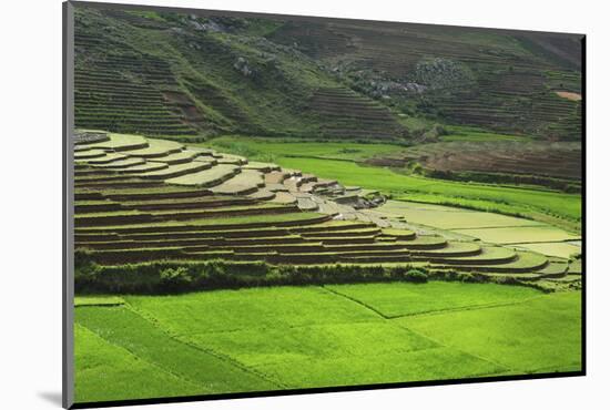 Spectacular Green Rice Field in Rainy Season, Ambalavao, Madagascar-Anthony Asael-Mounted Photographic Print