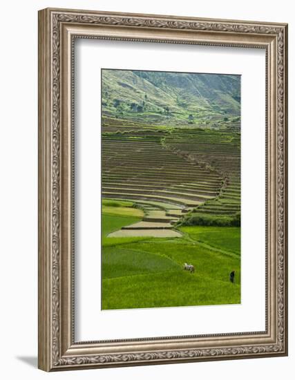 Spectacular Green Rice Field in Rainy Season, Ambalavao, Madagascar-Anthony Asael-Framed Photographic Print