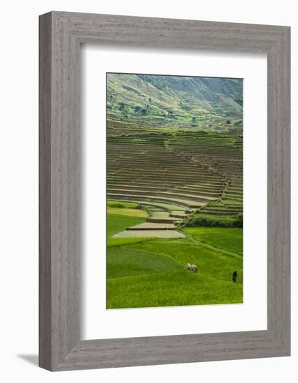 Spectacular Green Rice Field in Rainy Season, Ambalavao, Madagascar-Anthony Asael-Framed Photographic Print