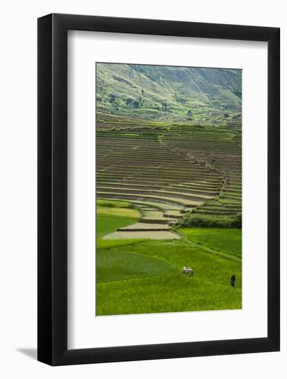 Spectacular Green Rice Field in Rainy Season, Ambalavao, Madagascar-Anthony Asael-Framed Photographic Print