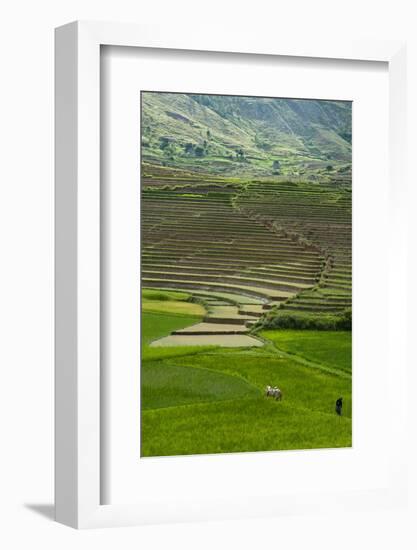 Spectacular Green Rice Field in Rainy Season, Ambalavao, Madagascar-Anthony Asael-Framed Photographic Print