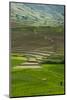 Spectacular Green Rice Field in Rainy Season, Ambalavao, Madagascar-Anthony Asael-Mounted Photographic Print