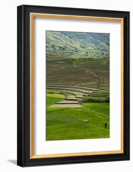 Spectacular Green Rice Field in Rainy Season, Ambalavao, Madagascar-Anthony Asael-Framed Photographic Print