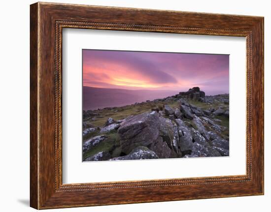 Spectacular Pink Sunrise Above Belstone Tor, Dartmoor, Devon, England. Winter-Adam Burton-Framed Photographic Print