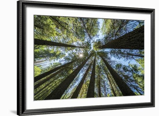 Spectacular Sequoias-Nhiem Hoang The-Framed Giclee Print