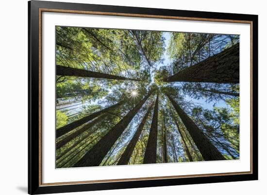 Spectacular Sequoias-Nhiem Hoang The-Framed Giclee Print