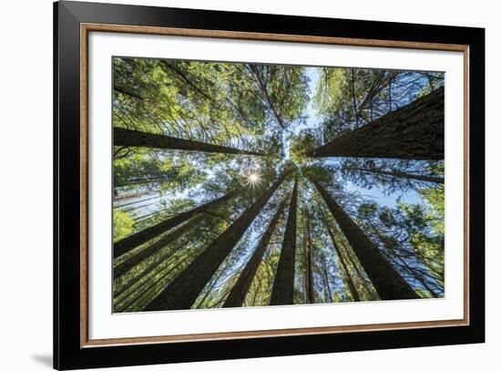 Spectacular Sequoias-Nhiem Hoang The-Framed Giclee Print