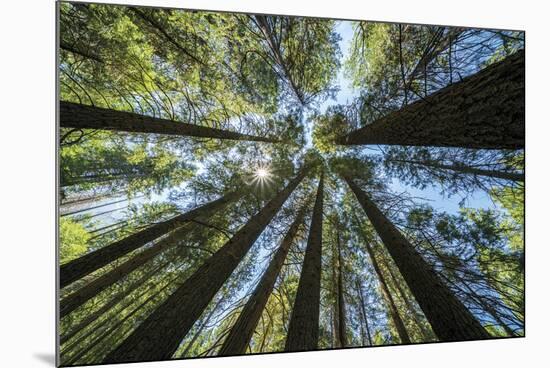 Spectacular Sequoias-Nhiem Hoang The-Mounted Giclee Print