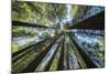 Spectacular Sequoias-Nhiem Hoang The-Mounted Giclee Print