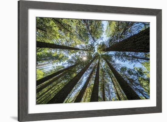 Spectacular Sequoias-Nhiem Hoang The-Framed Giclee Print