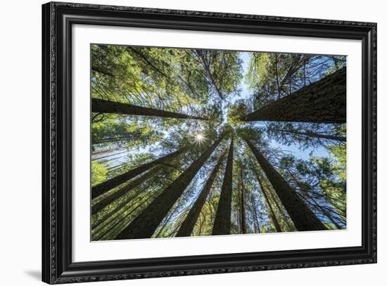 Spectacular Sequoias-Nhiem Hoang The-Framed Giclee Print