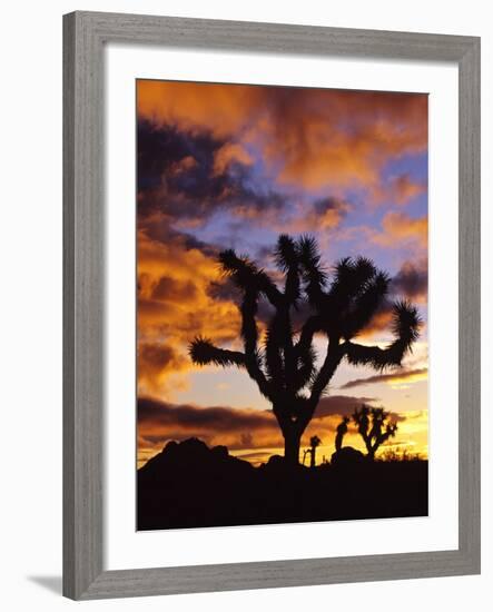 Spectacular Sunrise at Joshua Tree National Park, California, USA-Chuck Haney-Framed Photographic Print