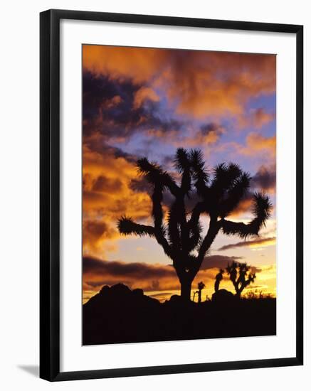 Spectacular Sunrise at Joshua Tree National Park, California, USA-Chuck Haney-Framed Photographic Print