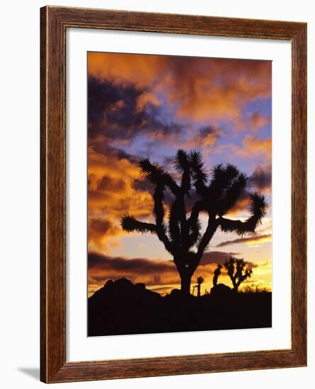 Spectacular Sunrise at Joshua Tree National Park, California, USA-Chuck Haney-Framed Photographic Print