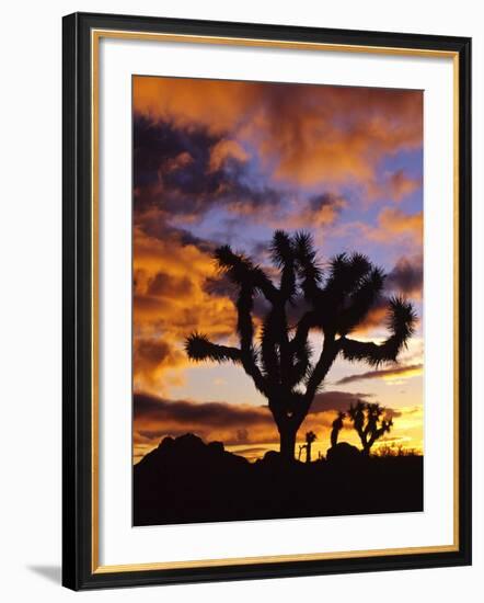 Spectacular Sunrise at Joshua Tree National Park, California, USA-Chuck Haney-Framed Photographic Print