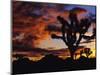 Spectacular Sunrise at Joshua Tree National Park, California, USA-Chuck Haney-Mounted Photographic Print