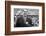 Spectators at the Minnesota- Iowa Game, Minneapolis, Minnesota, November 1960-Francis Miller-Framed Photographic Print